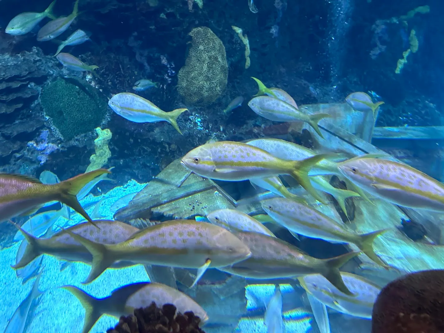 Convenient Options — Aquarium Restaurant — Seafood restaurant in Denver
