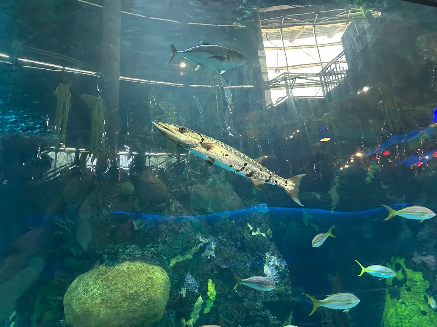 Exceptional Service — Aquarium Restaurant — Seafood restaurant in Denver