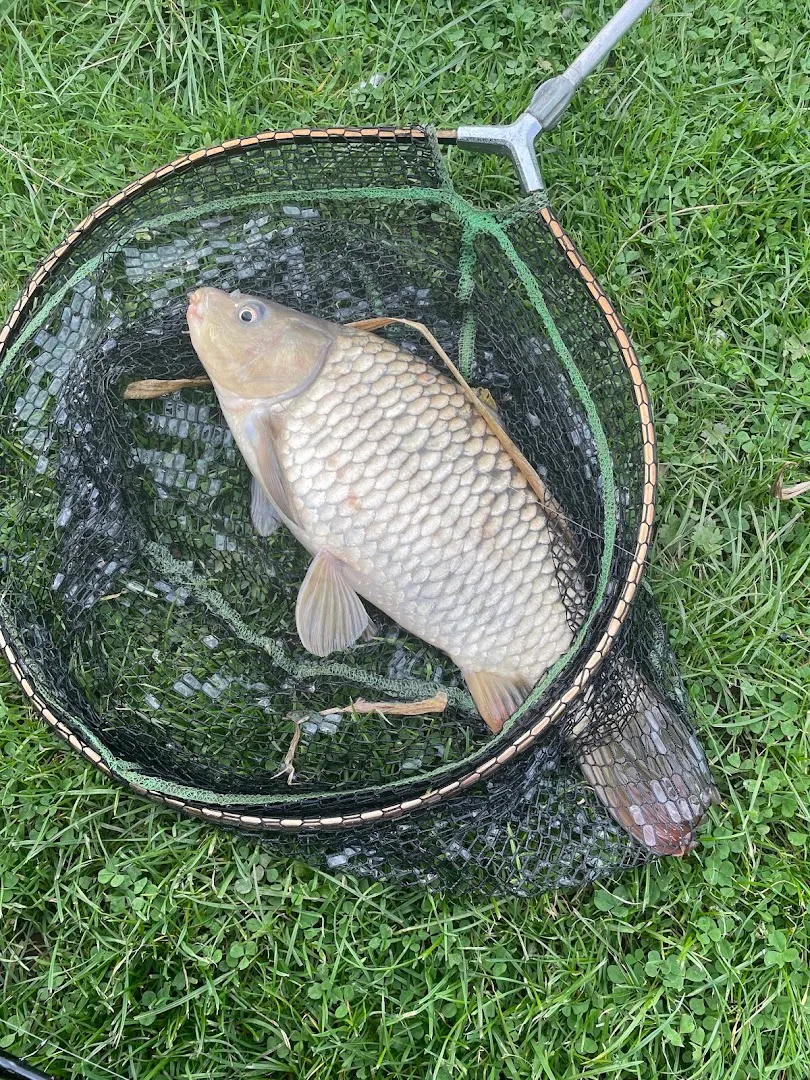 carp fishing — Pipehill Fisheries — Fishing lake in Lichfield