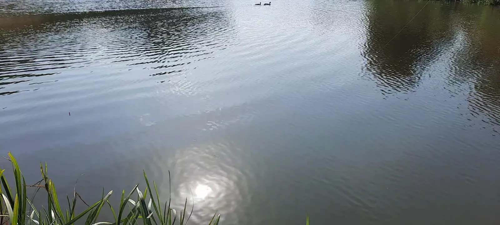 roach fishing — Pipehill Fisheries — Fishing lake in Lichfield