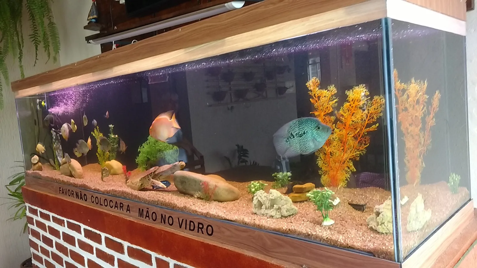 Fresh fish — Bar e Restaurante São Judas Tadeu — Restaurant in Bom Sucesso, Minas Gerais